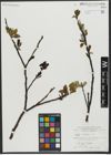 Foto von Salix hastata L.